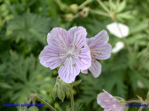 Geranium pratense 'Ilja'